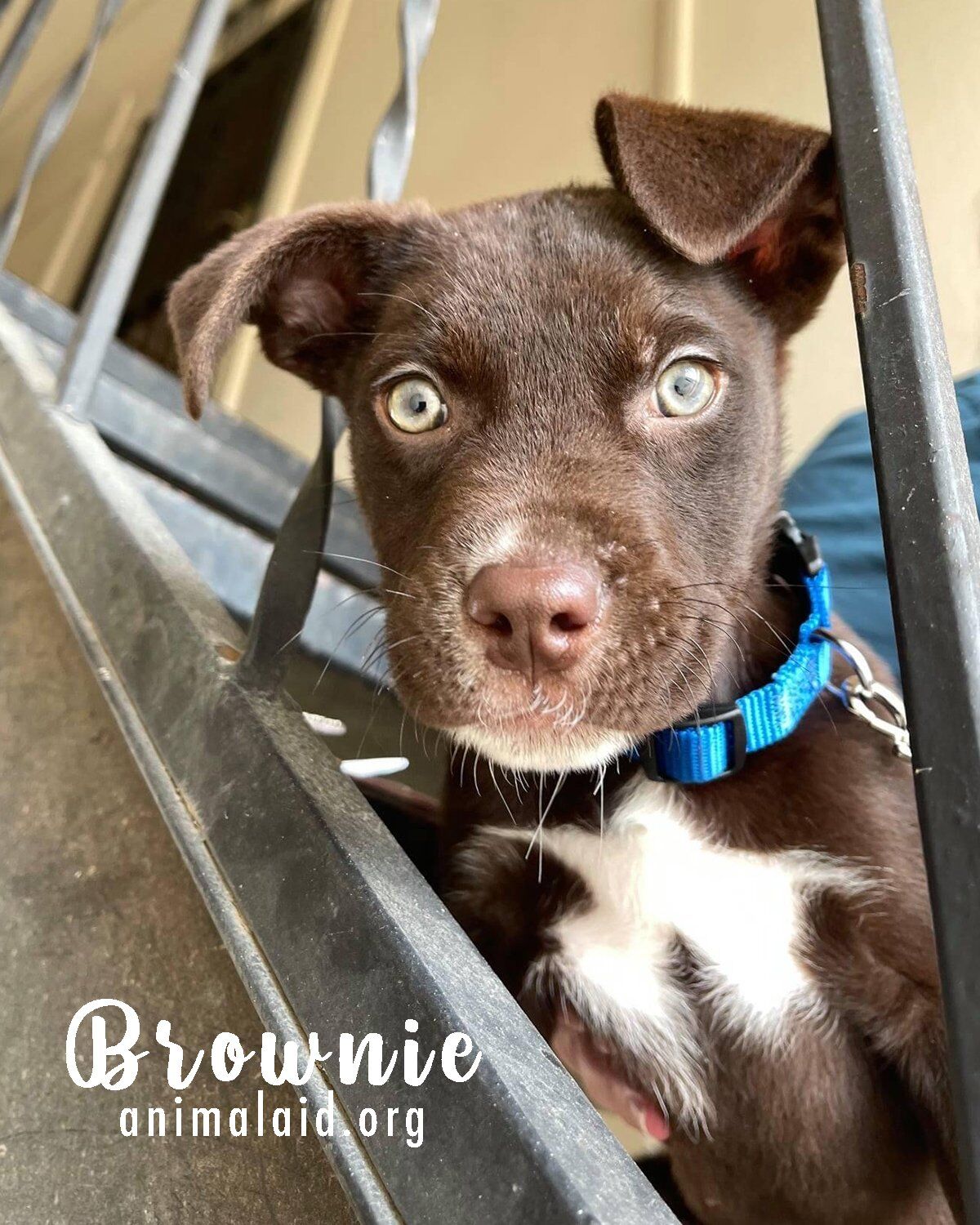 Brownie